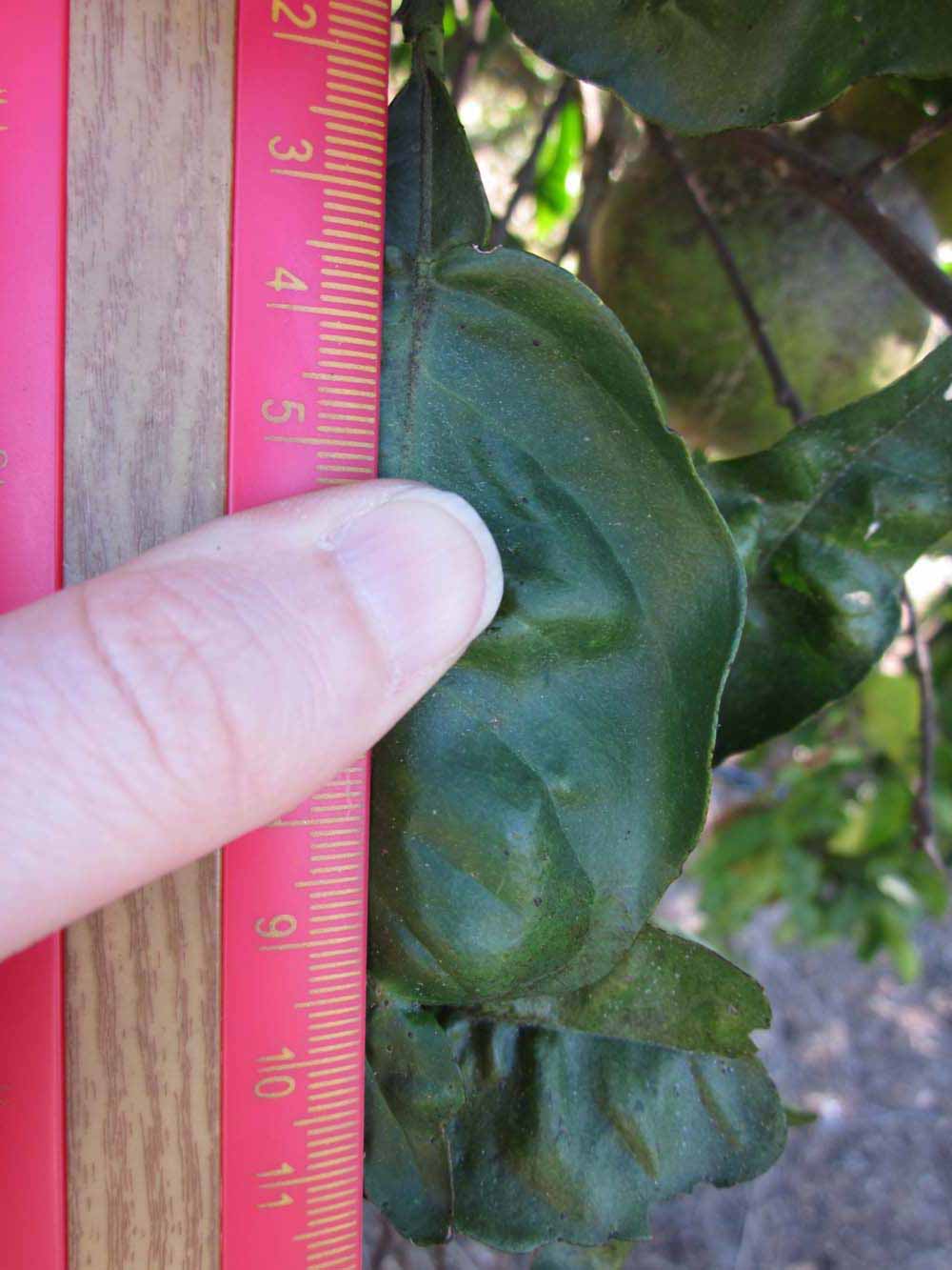              Unifoliolate leaf (Winter Haven, FL)       